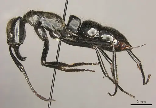 Dinoponera longipes - CASENT0260422