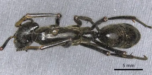 Dinoponera longipes - CASENT0903861