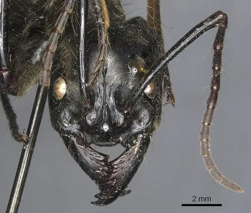 Dinoponera longipes - CASENT0903861