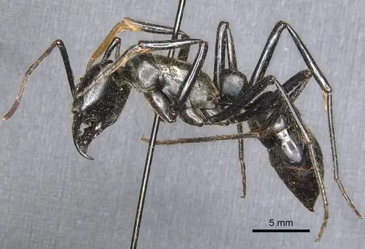 Dinoponera longipes - CASENT0903861