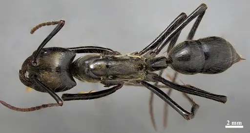 Dinoponera longipes - DZUP549808