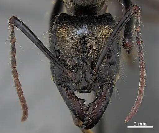 Dinoponera longipes - DZUP549808