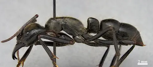 Dinoponera longipes - DZUP549808