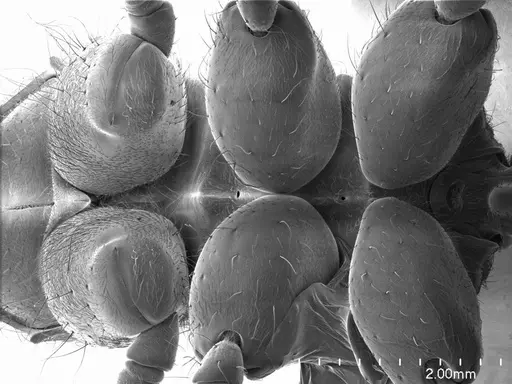 Dinoponera lucida specimen