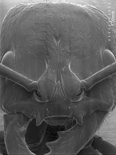 Dinoponera lucida specimen