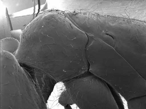 Dinoponera lucida specimen