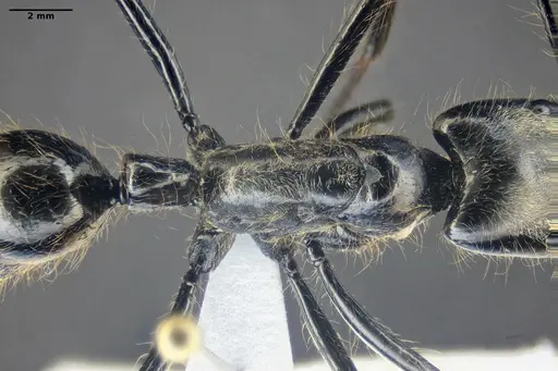 Dinoponera lucida - ANTWEB1047746