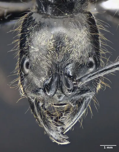 Dinoponera lucida - ANTWEB1047746