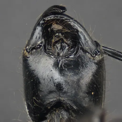 Dinoponera lucida - ANTWEB1047746