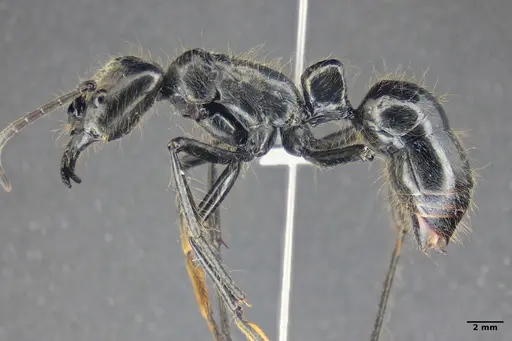 Dinoponera lucida - ANTWEB1047746