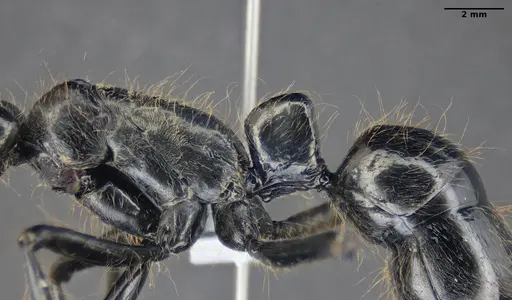 Dinoponera lucida - ANTWEB1047746