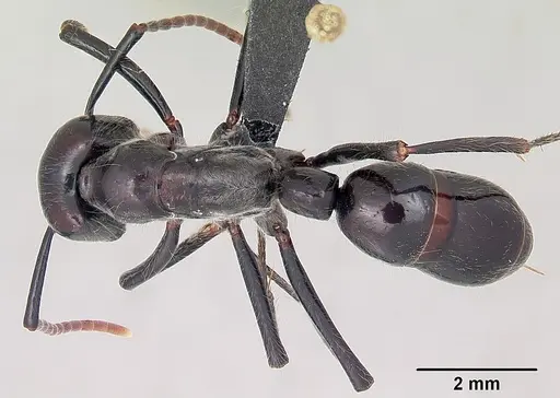 Dinoponera lucida - CASENT0104920