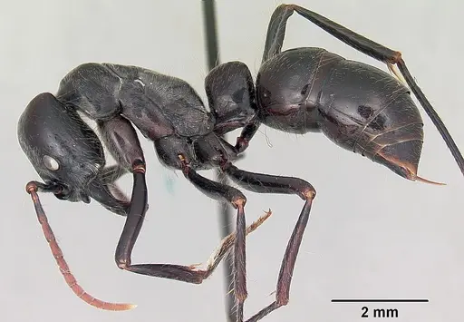 Dinoponera lucida - CASENT0104920