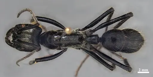 Dinoponera lucida - DZUP549807