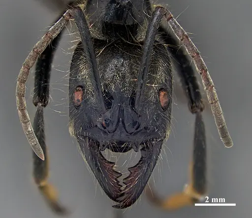 Dinoponera lucida - DZUP549807