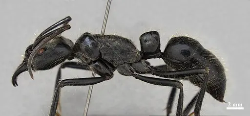 Dinoponera lucida - DZUP549807