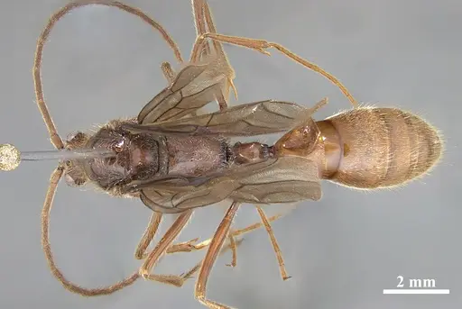 Dinoponera lucida - UFES106427