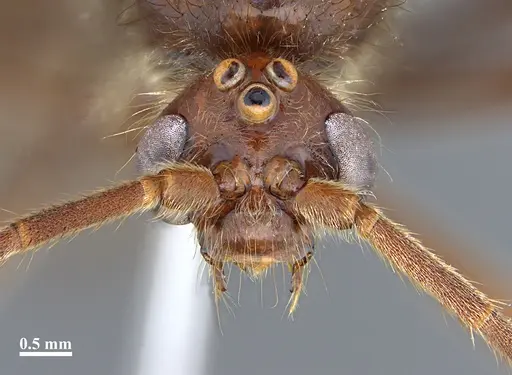 Dinoponera lucida - UFES106427