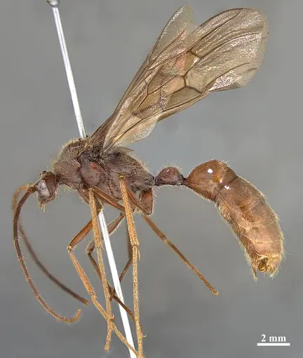 Dinoponera lucida - UFES106427