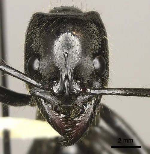 Dinoponera mutica specimen