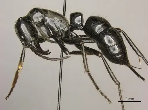 Dinoponera mutica - CASENT0260423