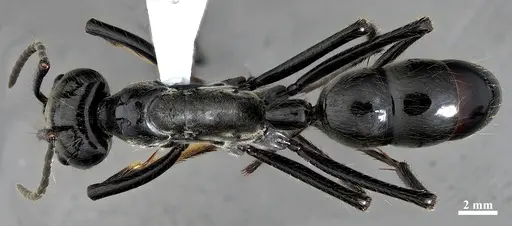 Dinoponera mutica - DZUP549809