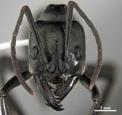 Dinoponera mutica - DZUP549809