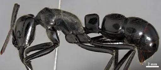 Dinoponera mutica - DZUP549809