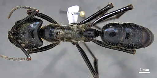 Dinoponera nicinha specimen