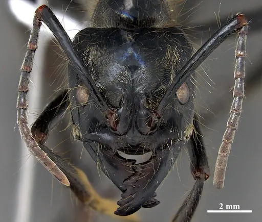 Dinoponera nicinha specimen