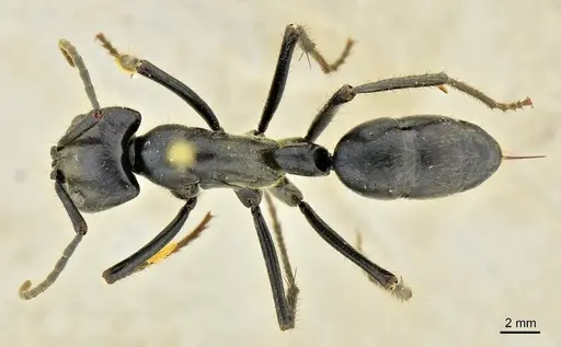 Dinoponera quadriceps specimen