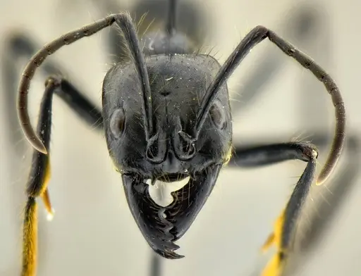 Dinoponera quadriceps specimen