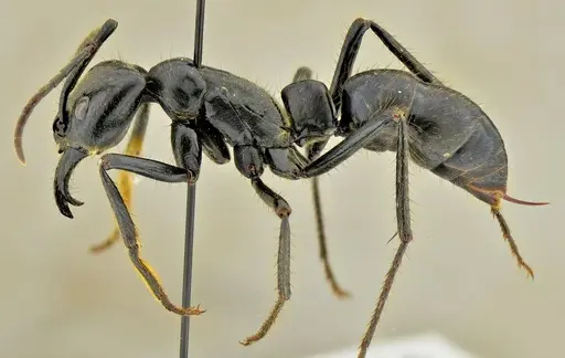 Dinoponera quadriceps specimen