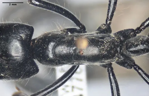 Dinoponera quadriceps - ANTWEB1047767