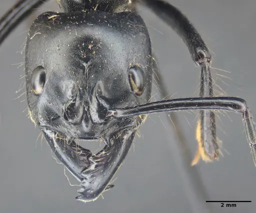 Dinoponera quadriceps - ANTWEB1047767