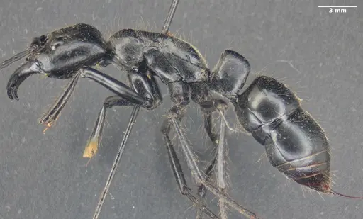 Dinoponera quadriceps - ANTWEB1047767