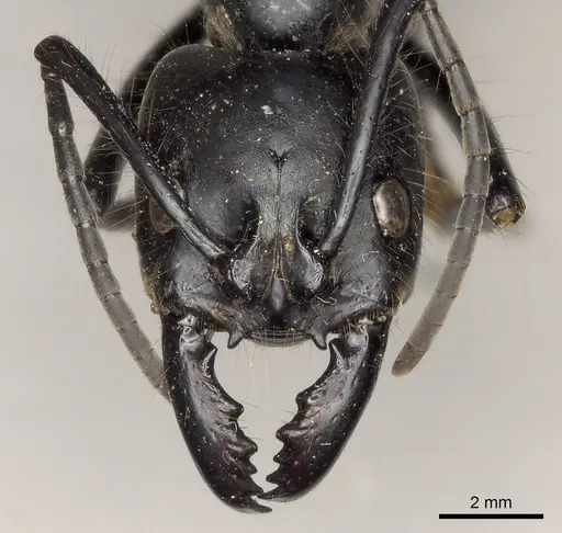 Dinoponera quadriceps - CASENT0217519