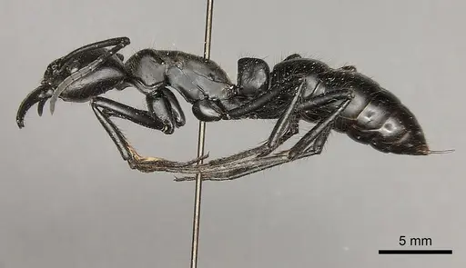 Dinoponera quadriceps - CASENT0217519