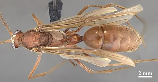 Dinoponera quadriceps - DZUP549804