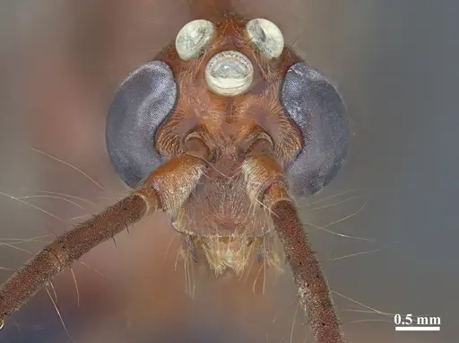 Dinoponera quadriceps - DZUP549804