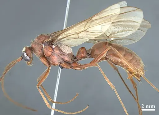 Dinoponera quadriceps - DZUP549804