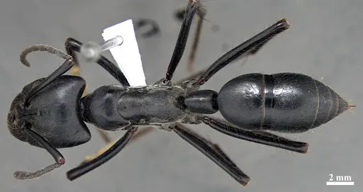 Dinoponera quadriceps - DZUP549811