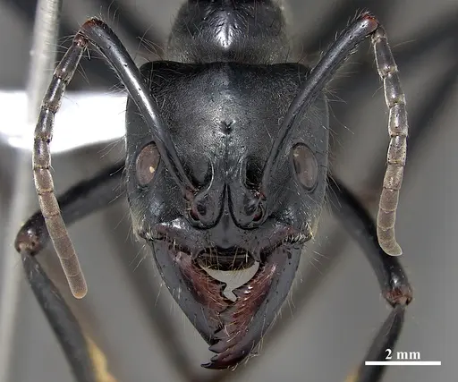 Dinoponera quadriceps - DZUP549811