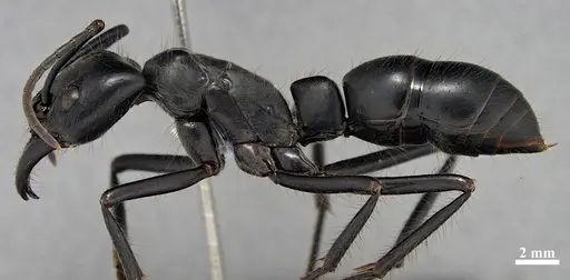 Dinoponera quadriceps - DZUP549811