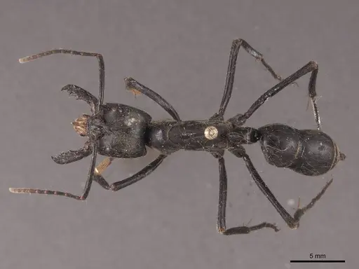 Dinoponera quadriceps - FMNHINS0000050367