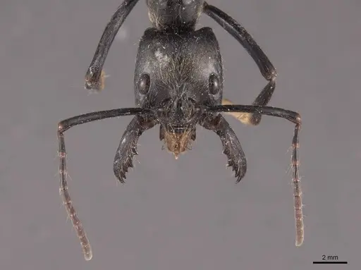 Dinoponera quadriceps - FMNHINS0000050367