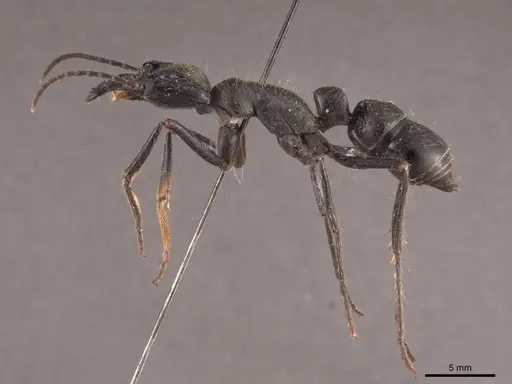 Dinoponera quadriceps - FMNHINS0000050367