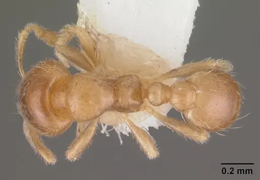 Diplomorium longipenne specimen