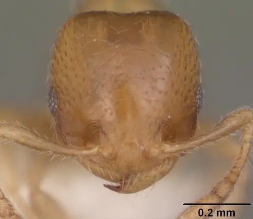 Diplomorium longipenne specimen