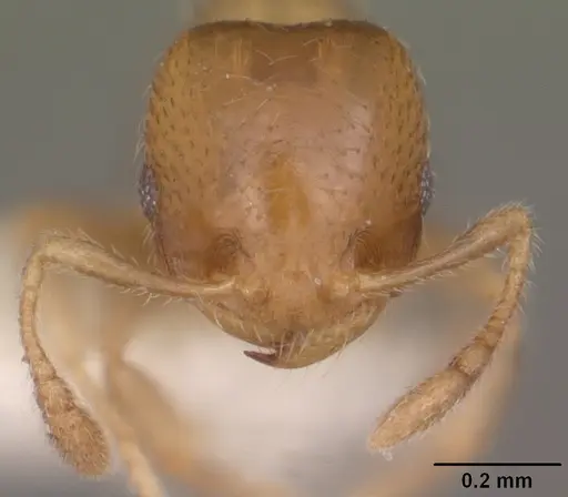 Diplomorium longipenne specimen